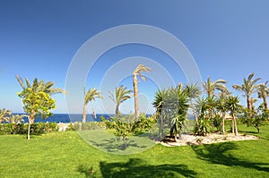 Palm trees in tropics