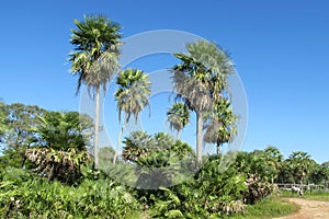 Palm trees in tropics