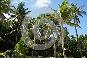 Palm trees in Tulum area, Mexico, Carribean Sea