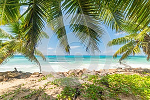 Palm trees and turquoise water in Anse Kerlan