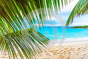 Palm trees and turquoise water in Anse Lazio