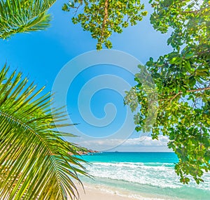 Palm trees and turquoise water in Anse Lazio beach