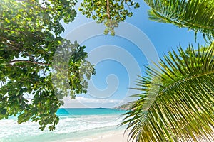 Palm trees and turquoise water in Anse Lazio beach