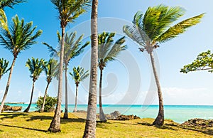 Palm trees and turquoise water in Bas du Fort beach