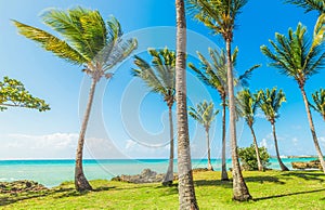 Palm trees and turquoise water in Bas du Fort beach