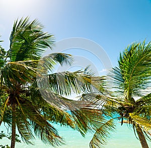 Palm trees and turquoise water in Guadeloupe