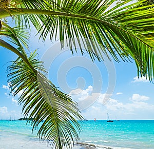 Palm trees and turquoise water in La Dacha beach