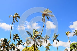 Palm Trees at Turtle Bay Beach Hawaii USA