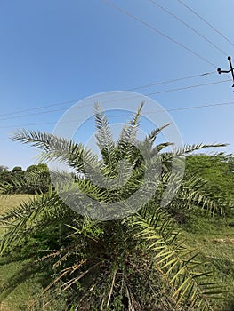 Palm trees under the blue sky.