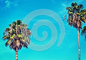 Palm trees under a blue sky in Los Angeles