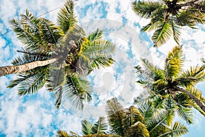 Palm trees under blue sky in Palolem beach, Goa, India