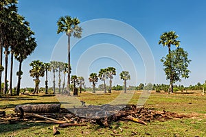 Palm trees under clear blue skies on a green field