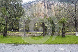 Palm trees under the cliffs in the Changxing National Geological Park, Zhejiang