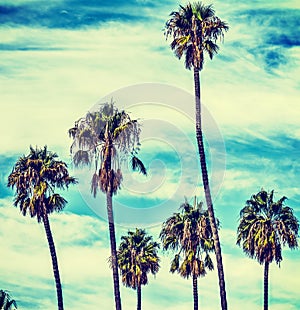 Palm trees under clouds in California in vintage tone