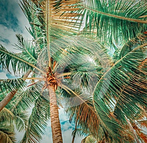 Palm trees under a cloudy sky in Guadeloupe