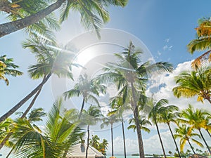 Palm trees under a shining sun in Bas du Fort beach