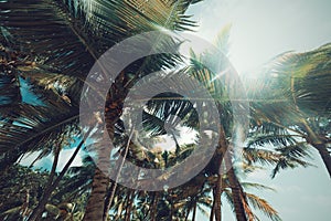 Palm trees under a shining sun in Bois Jolan beach in Guadeloupe