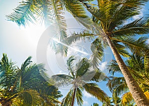 Palm trees under a shining sun in Guadeloupe