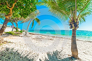 Palm trees under a shining sun in Raisins Clairs beach