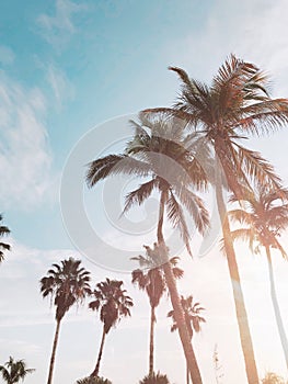 Palm trees under sky, toned