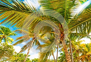 Palm trees under a sun shining in Bois Jolan beach