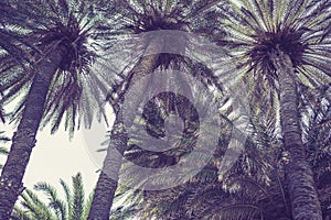 Palm trees at Vai Beach on the Crete island. Greece.  Bottom view.