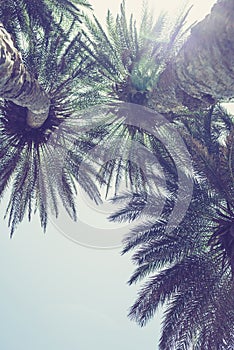 Palm trees at Vai Beach on the Crete island. Greece.  Bottom view.