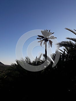 The palm trees valley in  the oasis of Figuig and the mountain