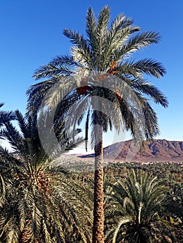 The palm trees valley in  the oasis of Figuig and the mountain