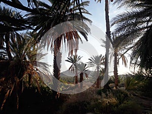 The palm trees valley in  the oasis of Figuig and the mountain