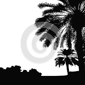 Palm trees vector silhouette. Coconut palm tree with coconuts vector. Beach vector trees. EPS 10