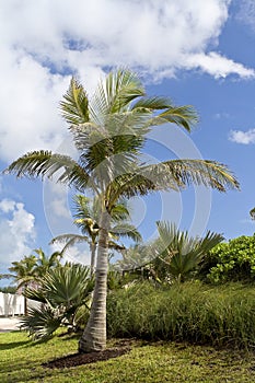 Palm trees and vegetation
