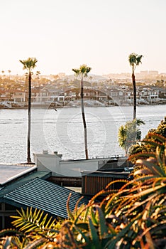Palm trees and view of Balboa Island from Lookout Point in Corona del Mar, Newport Beach, California