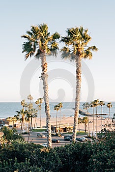 Palm trees and view of beach in Corona del Mar, Newport Beach, California