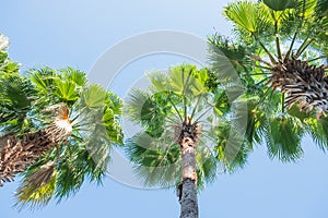 Palm trees view from below with Blue sky background.