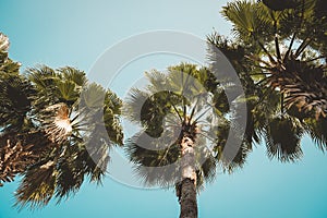 Palm trees view from below with Blue sky background, Vintage style