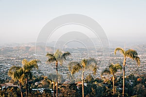 Palm trees and view from Mount Helix, in La Mesa, near San Diego, California photo