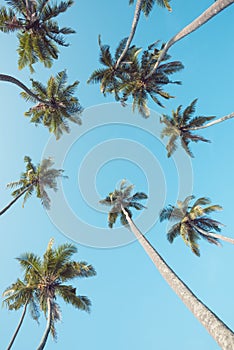 Palm trees vintage filtered perspective view