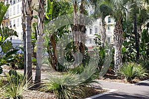 Palm trees are visible in the city of Nice
