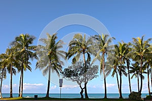 Palm trees at Waikiki Beach, Hawaii