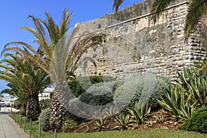 Palm trees and the wall of an ancient fortress. Resort town Cascais. A suburb of Lisbon, Portugal
