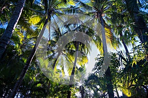 Palm trees in warm sunlight