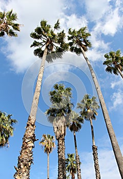 Palm trees, washingtonia robusta