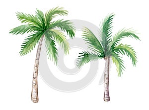 Palm trees. Watercolor trees isolated on white background. Watercolor