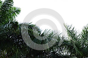 palm trees with white background