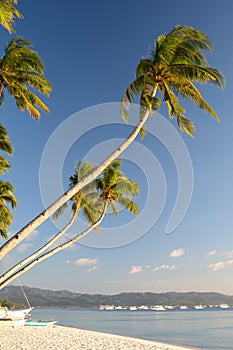 Palm trees on White beach. Boracay Island. Aklan. Western Visayas. Philippines