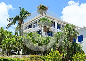 Palm Trees by White Hotel