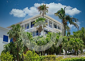 Palm Trees by White Plaster Hotel