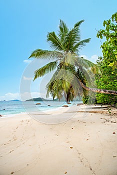 Palm trees and white sand in Anse Boudin