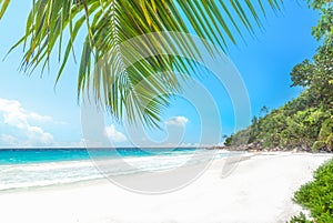 Palm trees and white sand in Anse Georgette in Praslin island